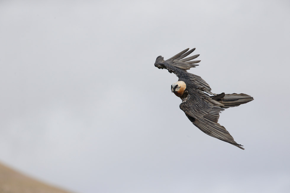 En vez de aves parecen cometas